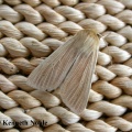 common wainscot (Mythimna pallens) Kenneth Noble